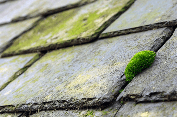 supprimer les mousses sur une toiture